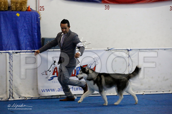 _M3_0191-AddisonHuskyMar2015-HR3