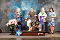 Australian Shepherd #55 Sun G1 Judge Janet Fink