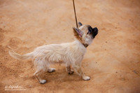 Chihuahua Sat Match Ring