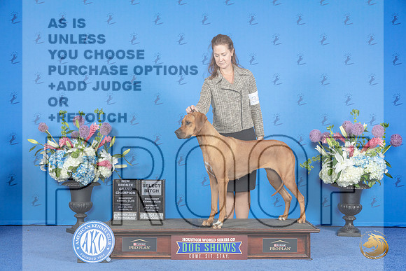 Rhodesian Ridgeback #32 SAT WB NBGC Judge Douglas Johnson__JP_0121_Houston_2024_HR3