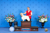 English Cocker Spaniel #5 SAT WD BOW NC M Judge Jon Cole