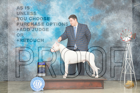 Dogo Argentino #5 Sun BOB Judge Dr Steve Keating_JP_4787_Amarillo2023_HR3