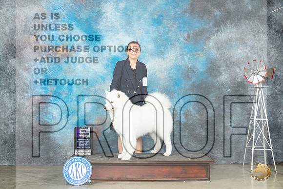 Samoyed #14 Sun WB Judge Dr Steve Keating_JP_4813_Amarillo2023_HR3