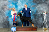 Doberman Pinscher #9 Sun RBIS Judge Helen Dorrence