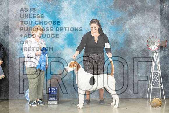 English Fox Hound #8 Sun G1 Judge Judy Brown_JP_4971_Amarillo2023_HR3