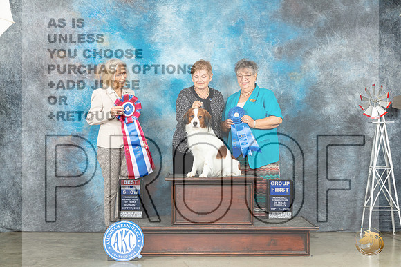 Kooikerhundje #5 Sun BIS Judge Helen Dorrence_JP_5061_Amarillo2023_HR3