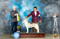 Siberian Husky #14 Sun G3 Judge Steve Keating