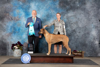 Rhodesian Ridgeback #14 Sat OHBIS Judge Eric Liebes