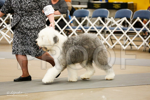 _RH_2228-AddisonHuskyMar2015-HR3