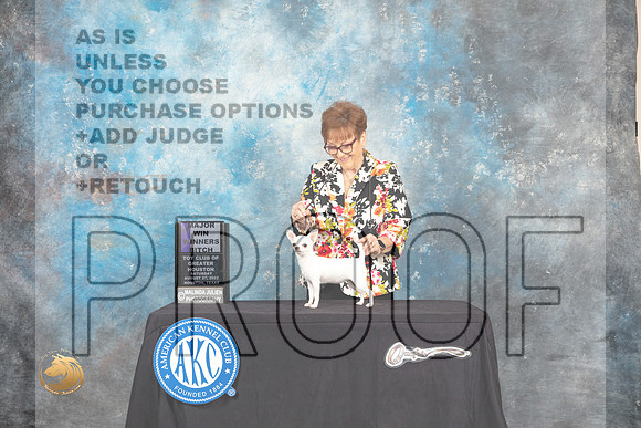 Chihuahua Smooth Coat #26 Sat WBM Judge Tim Robbins_MJ_0104_HstnTOY_2022_HR3