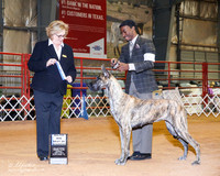 Great Dane #16 Sun BOW Maj