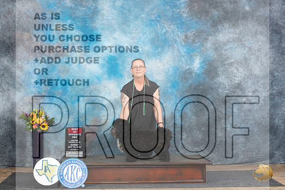 Havanese #7 Sun BOS Judge Sandra Walker__JP_0012_Abilene_2024_HR3