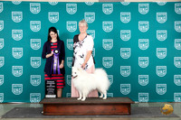 American Eskimo Dog #106 Wed RCH Judge Diana Brumbaugh