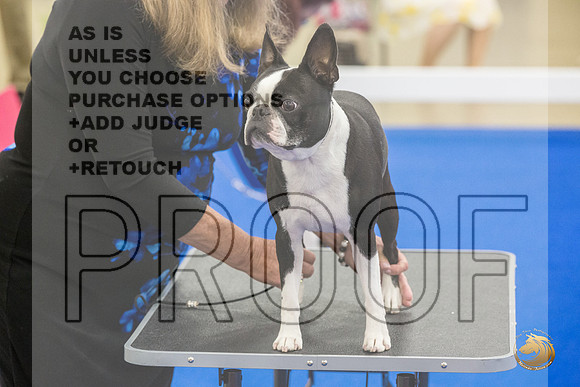 Boston Terrier #707 #974 Ring Fri_JJL_2092_Premier_2024_HR3