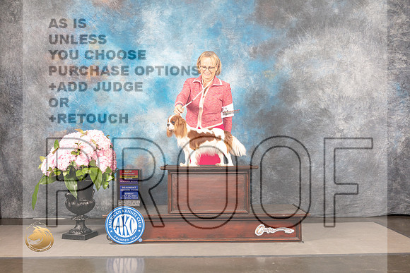 Cavalier King Charles Spaniel #8 Sun BOSWB Judge ?_MJ_7795_Houston_2022_HR3