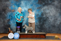 Miniature Schauzer #12 Sat BOBOHBOB Judge Lisa Graser