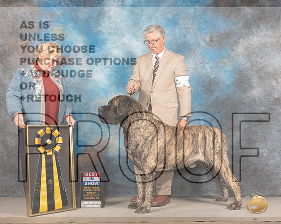 Mastiff #5 Fri BIS Judge Judy BrownMMJ_3712_Mdlnd2022_HR3