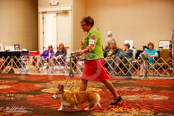 _JJ_9369-HstnCorgiFeb2015-HR3