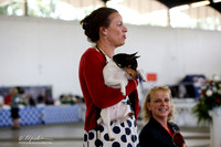 Toy Fox Terrier Toy Group Fri Ring