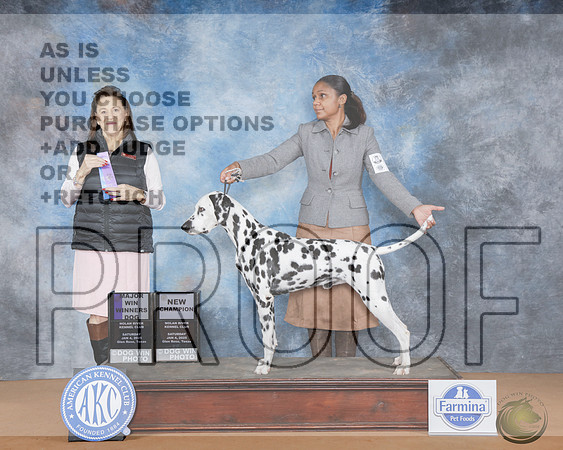 Dalmation #15 Sat WD M NCH Judge Joan Liebes Dalmation #15 Sat WD M NCH Judge Joan Liebes _WP_9327e-NRKC2025-HR3