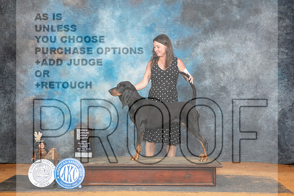 Black and Tan Coonhound #8 Sun OHG4 Judge Karen Hynek__JP_8820_MARSHALL_2024_HR3