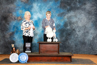 Poodle Toy #6 Sun G4 Judge Lisa Graser
