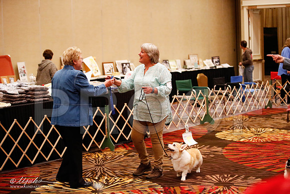 _JJ_7547-HstnCorgiFeb2015-HR3