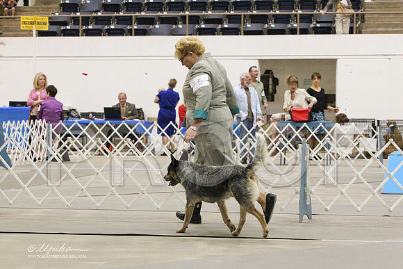 AustCattle-8044LR
