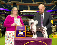 Chris Chirdo Westminster 2024