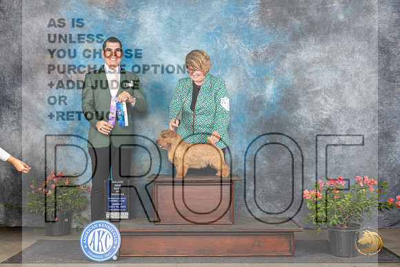 Norfolk Terrier #23 Sunn BOWM Judge Victor Rosado__JP_6001_San Antonio_2024_HR3
