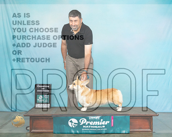 Corg#258FC1385_Premier21