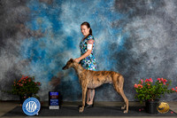 Greyhound #5 Sun BOBOHBOB Judge Christine Martinez