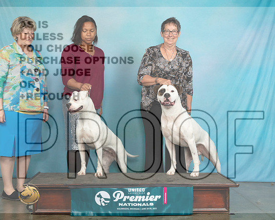 AmBullTDs0150_Premier21