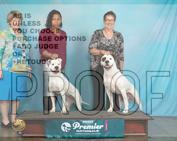 AmBullTDs0151_Premier21