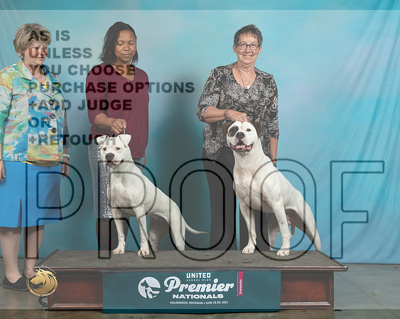AmBullTDs0155_Premier21