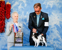 Japanese Chin #12 Fri BOS Maj Bertrand Gail & Bill Bertrand Agent Curtiss G Smith Judge Mary Lou Kniola +A2