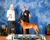Belgian Malinois #7 Sun BOW Maj +A2