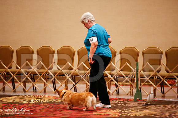 _JJ_7576-HstnCorgiFeb2015-HR3
