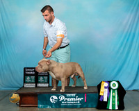 AmBull#1056Sn