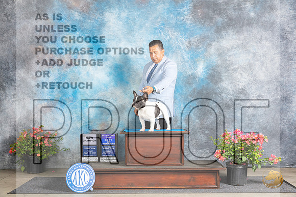 French Bulldog #9 WDBOWCH Fri Christie Martinez__JP_3919_San Antonio_2024_HR3