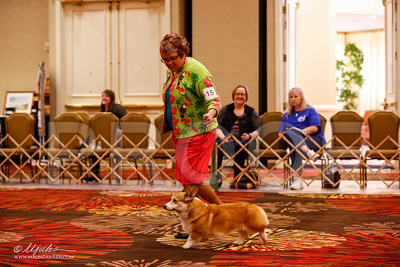 _JJ_9361-HstnCorgiFeb2015-HR3