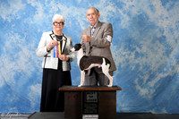 Italian Greyhound #7 Sat BOB Smith William R & Susan J Short Judge Mrs Murrel Purkhiser