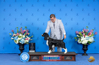 English Springer Spaniel #6 SAT WB BOW M Judge Ronald Freeman