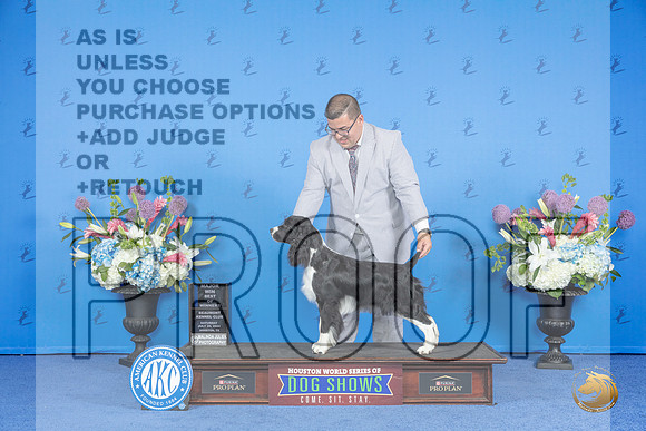 English Springer Spaniel #6 SAT WB BOW M Judge Ronald Freeman__JP_9863_Houston_2024_HR3