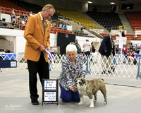 WP Bulldog BOW #14 Sat