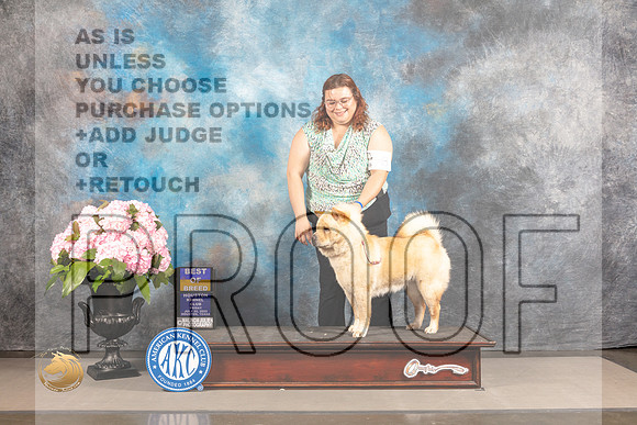 Chow Chow #8 FRI BOB WB Judge Jeffery Bazell_MJ_5449_Houston_2022_HR3