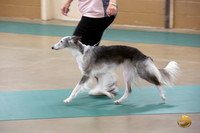 Silken WIndhound #? Ringside Sat