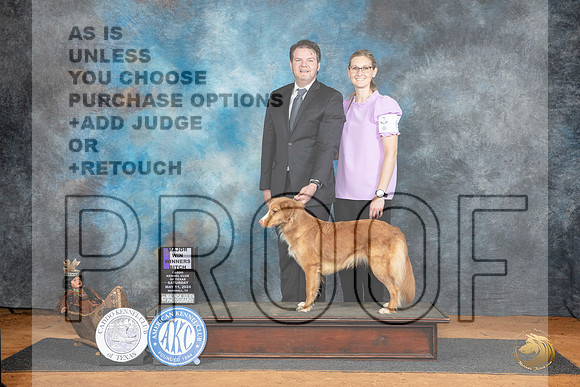 Nova Scotia Duck Tolling Retriever #6 Sat WBM Judge Karen Hynek__JP_7690_MARSHALL_2024_HR3