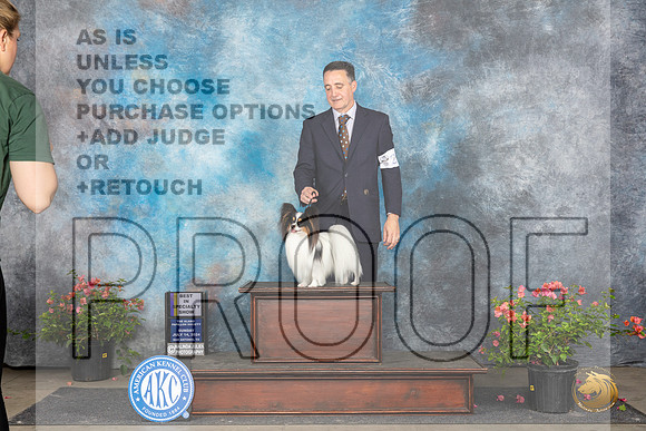 Papillon #23 Sun BISS Judge Pamela Wilson__JP_6444_San Antonio_2024_HR3