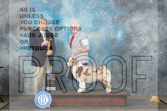 Australian Shepherd #22 Sat BOB Judge David Bolus__JP_3448_Lubbock_2024_HR3